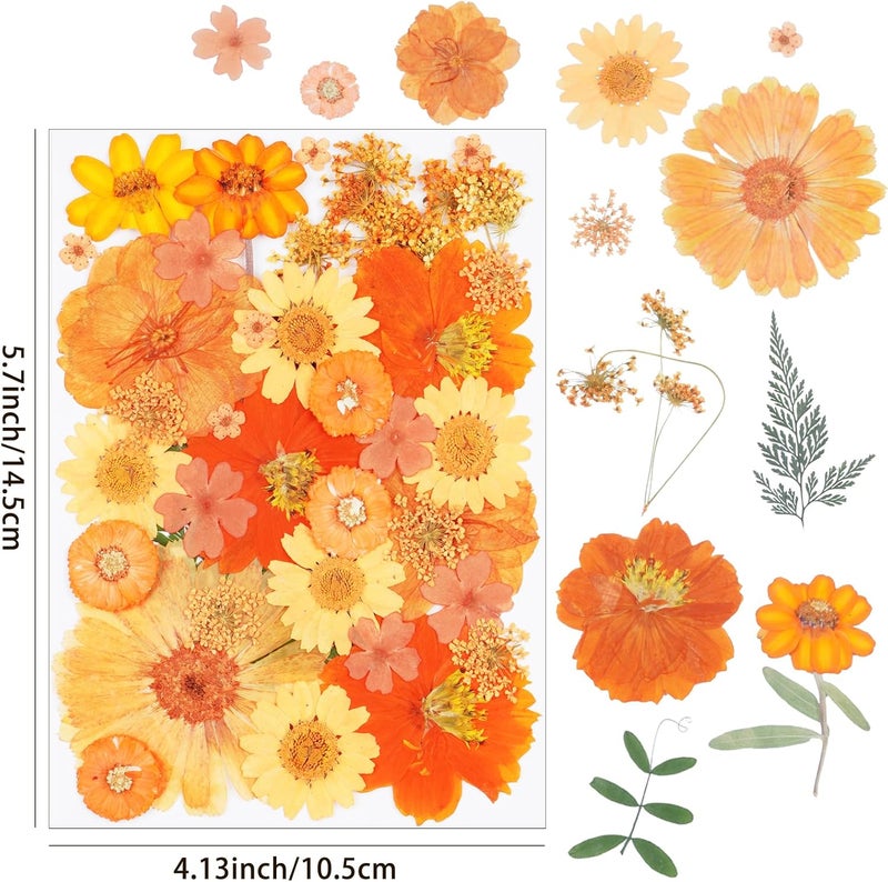 Xinxinran 40Pcs Orange Dried Pressed Flowers for Crafts, Dry Flowers Kit for Resin Molds,Epoxy Resin Accessories,Bookmark,Nails, Jewelry Molds,Candle Making Supplies,Soap,Frame,Cakes - Image 2